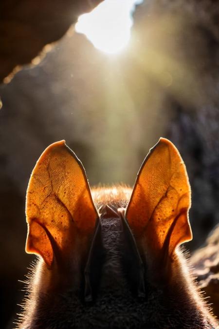 45079-30107852-a photo shot in the point of view from the back of a a bat's head cute ears close-up on the lower side of the shot, the backgrou.jpg